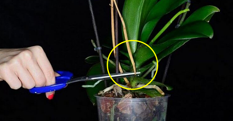 Что делать, если орхидея не цветёт: 9 приёмов