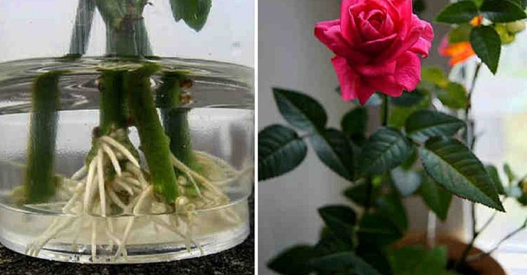 3 способа как укоренить розу из букета
