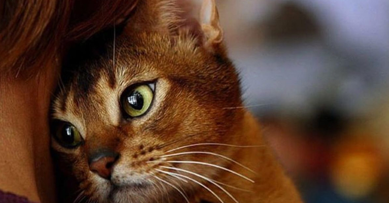 Миссия кошки: почему кошка нужна в доме, от чего она защищает вашу жизнь?