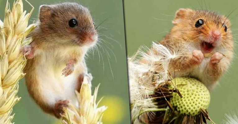 25 обаятельных фото мышей британского фотографа