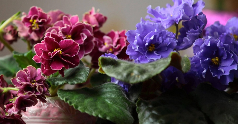 3 лёгких и простых трюка для красоты и здоровья комнатных растений