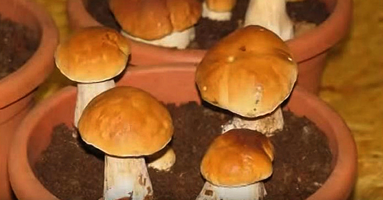 Как вырастить белые грибы на подоконнике в горшках? (видео)