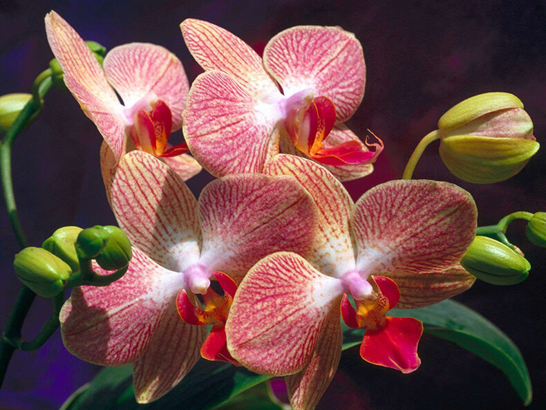 цветение орхидей