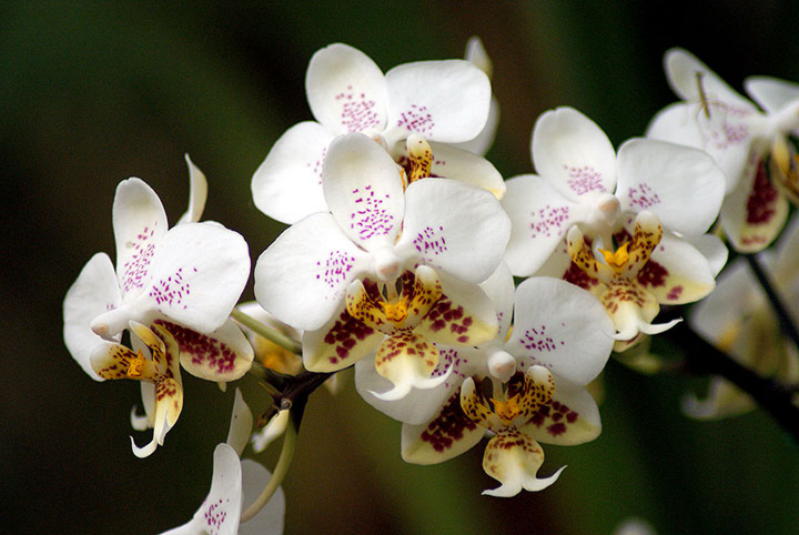 цветение орхидей